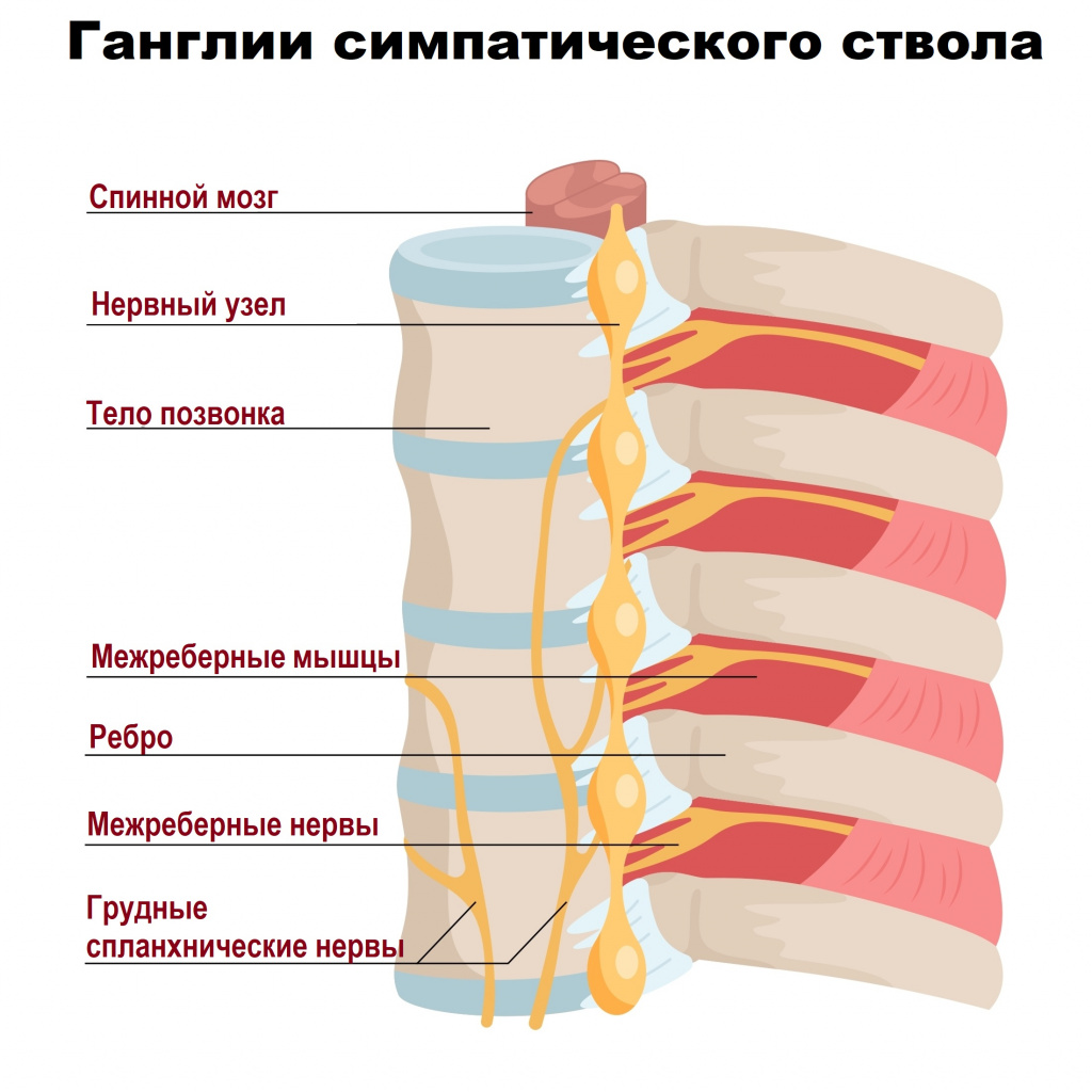 Симпатика.jpg