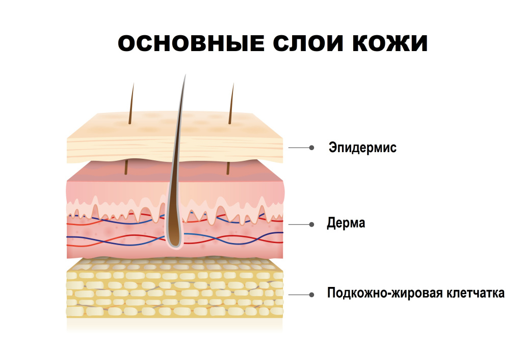Кожа.jpg