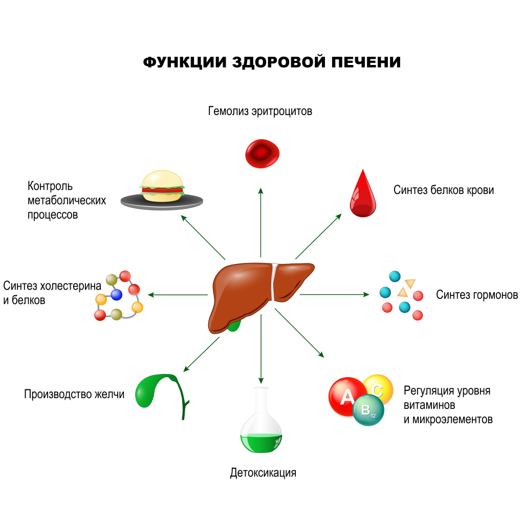 Функция печени.jpg