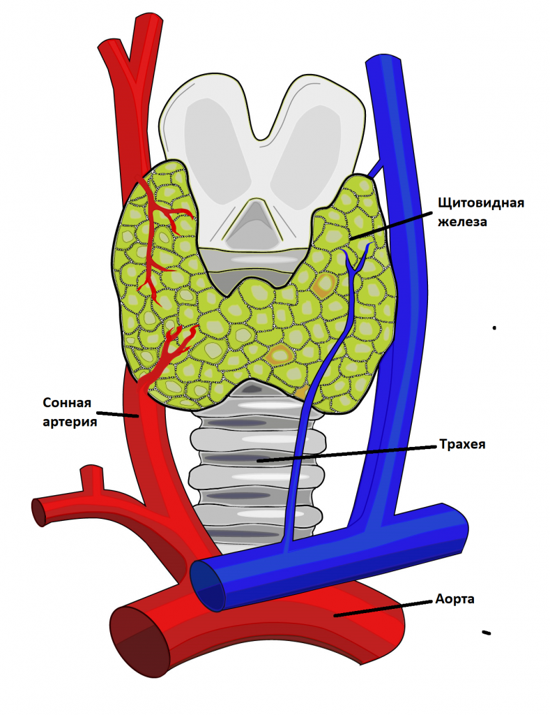 щитовидная железа.png