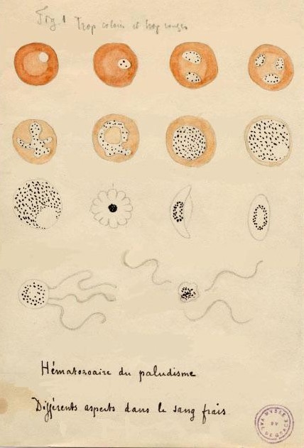 malariea.jpg