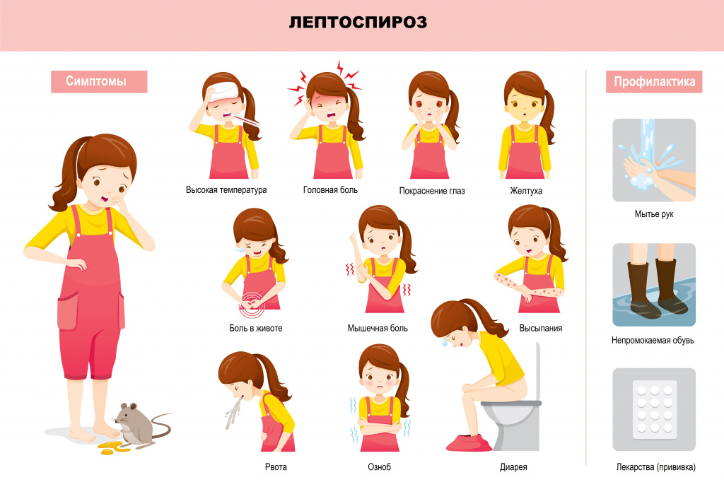 Лептоспироз симптомы инкубационный период