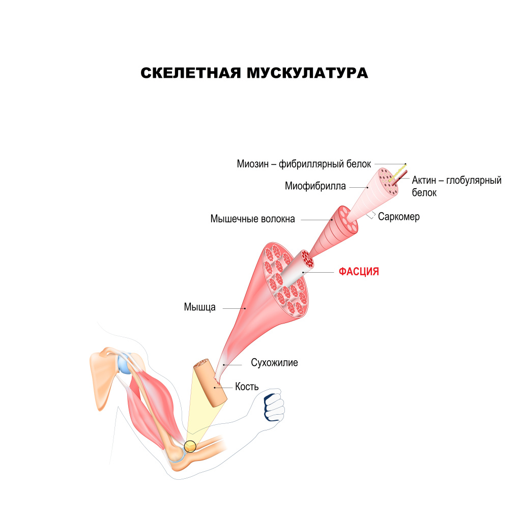 Фасция.jpg