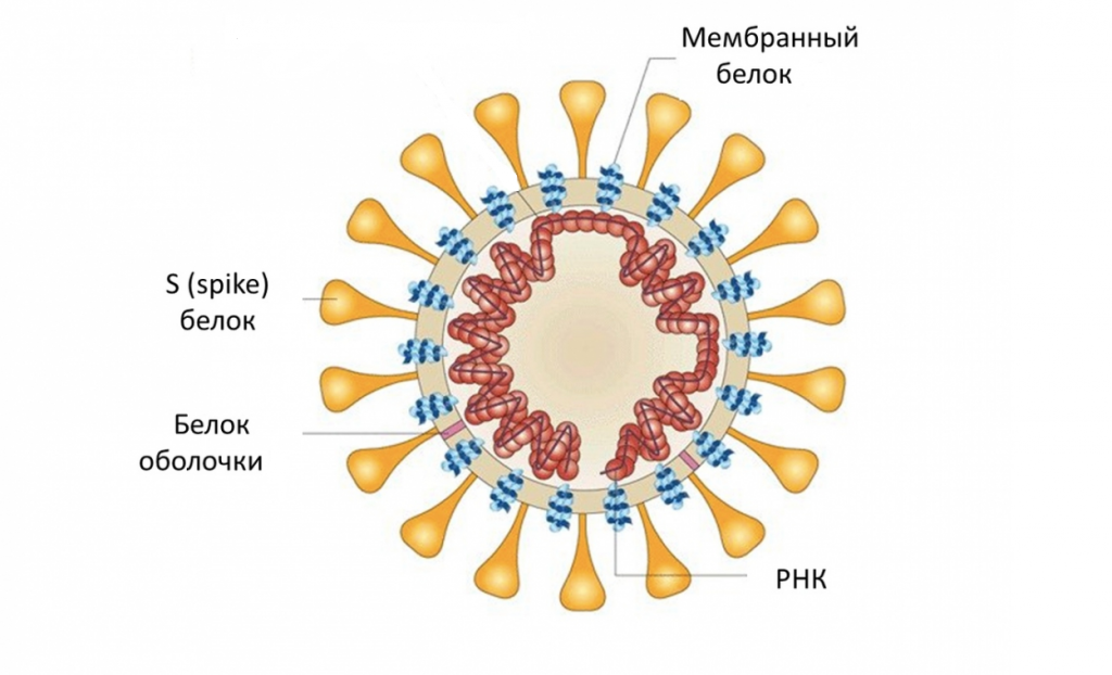 Строение коронавируса COVID-19