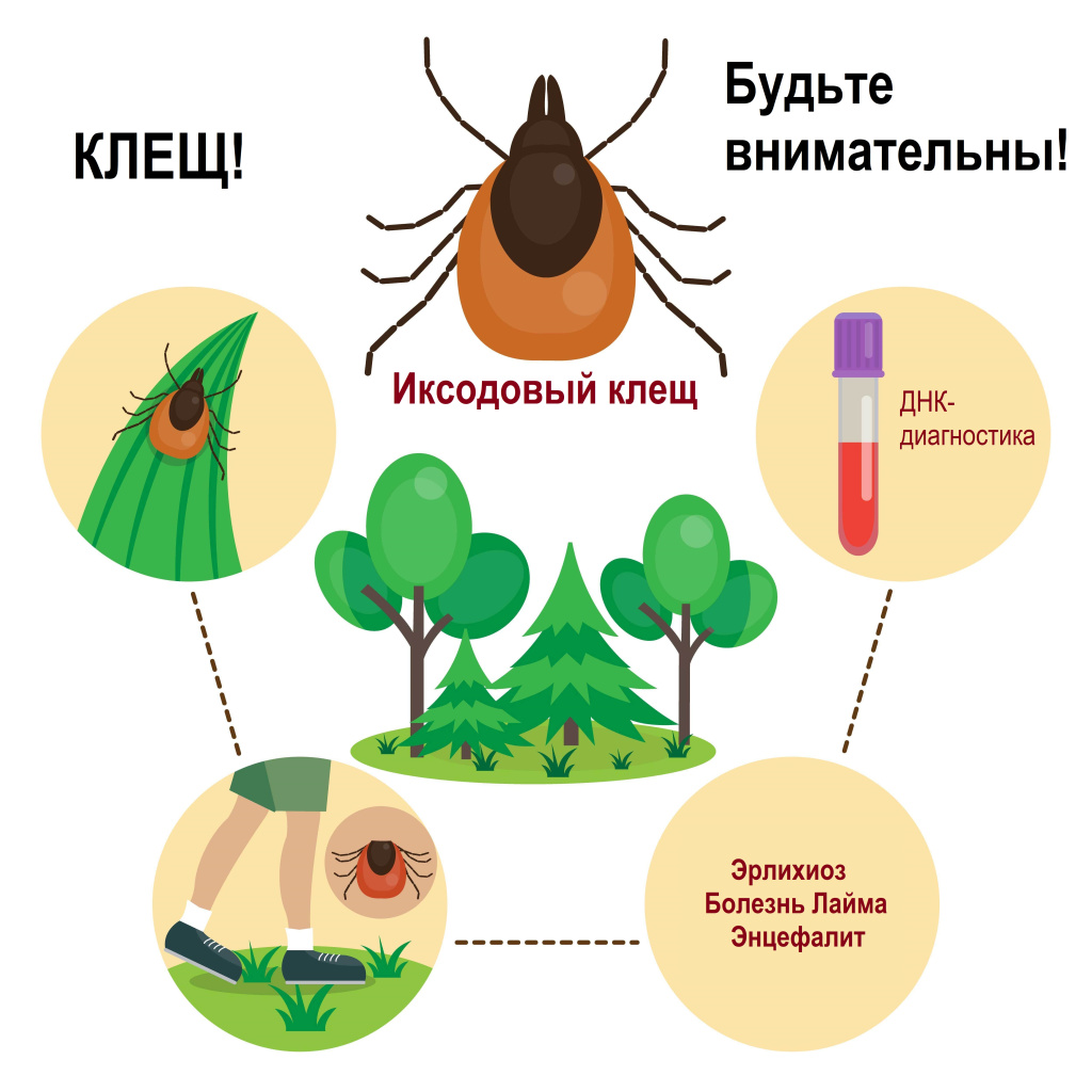 Клещ.jpg