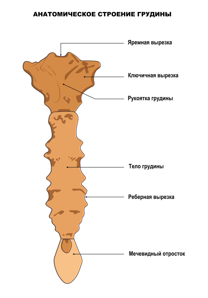 Грудина.jpg