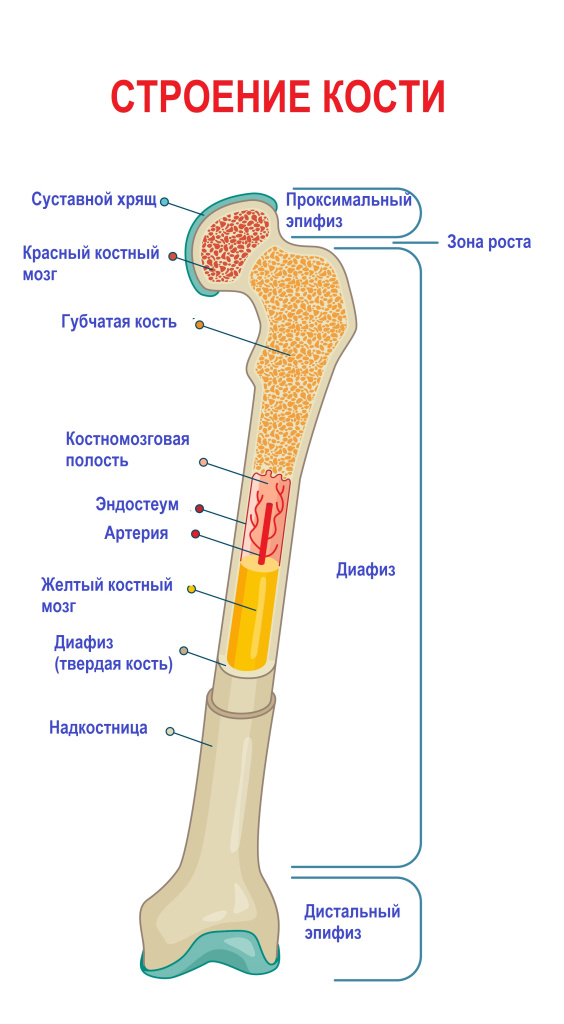 Кость.jpg