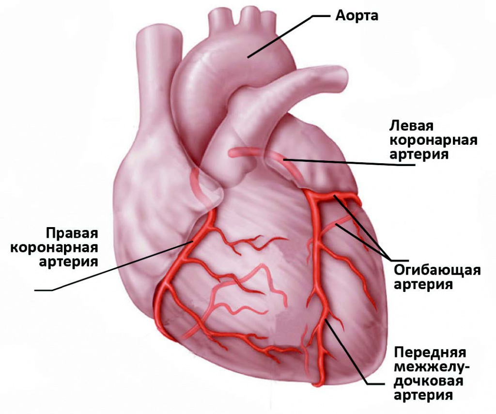 Кровоснабжение сердца.jpg