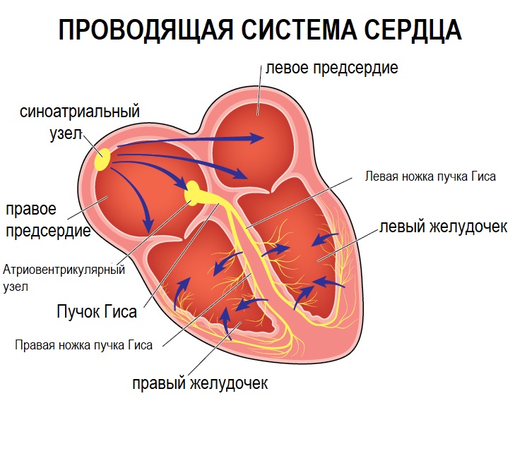 Проводящая система сердца.jpg
