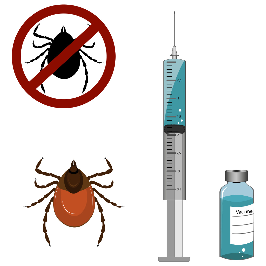 Клещ энцефалит.jpg