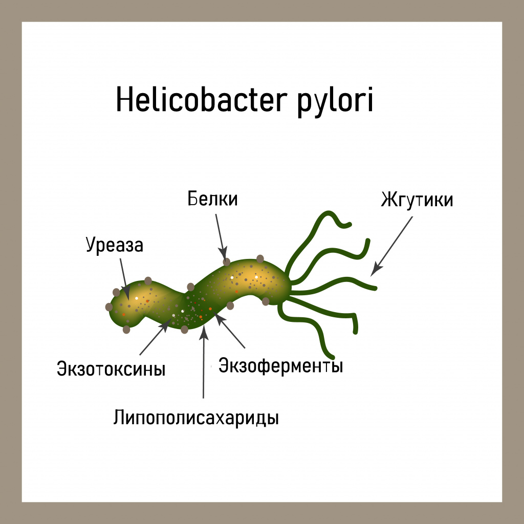 Helicobacter pylori.jpg