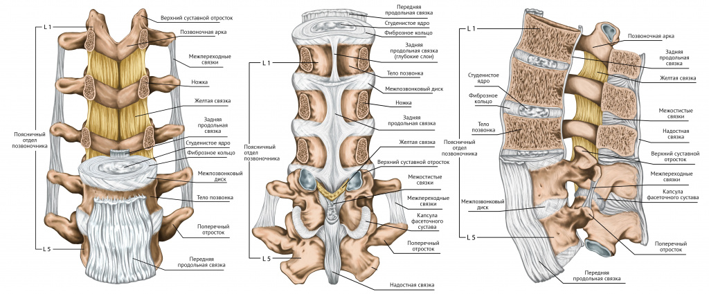 Клиническая картина болей спины thumbnail