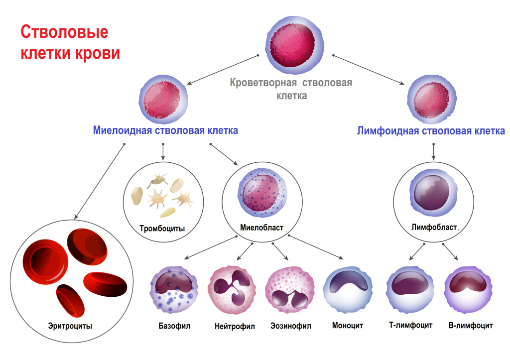 лейкоз картина крови