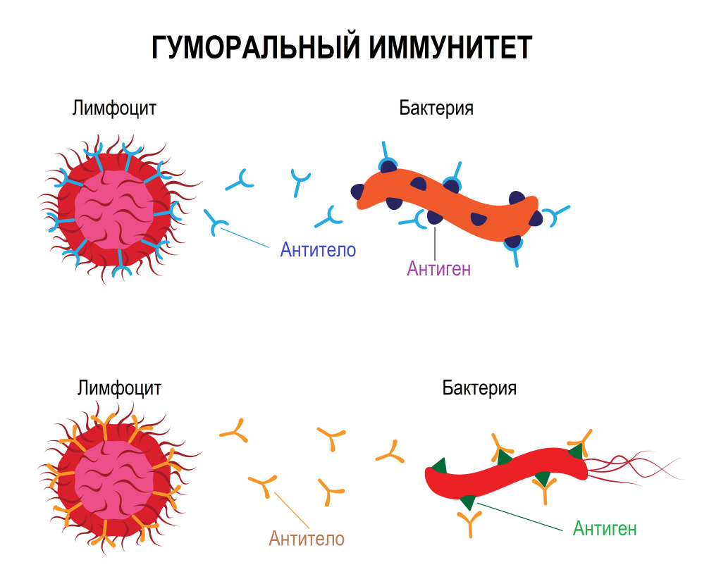 Бактерия.jpg