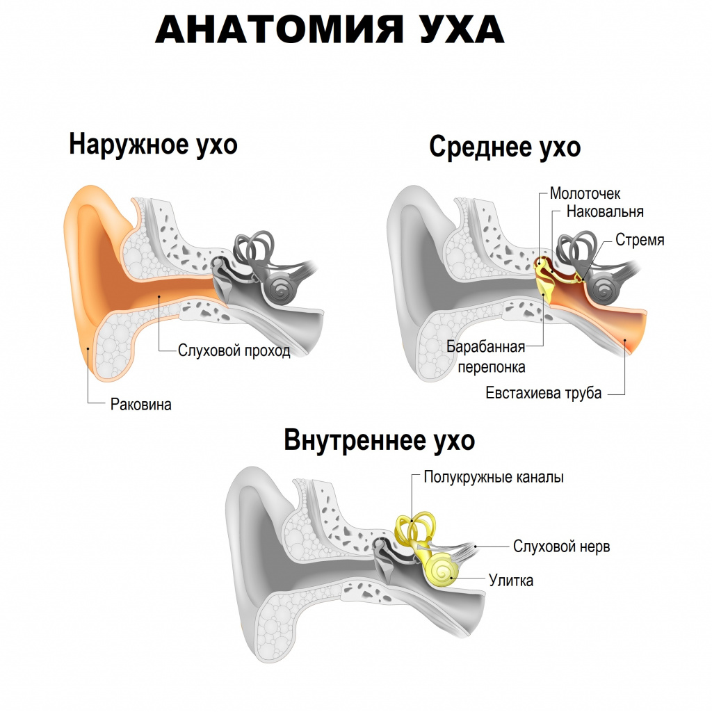 Анатомия уха.jpg