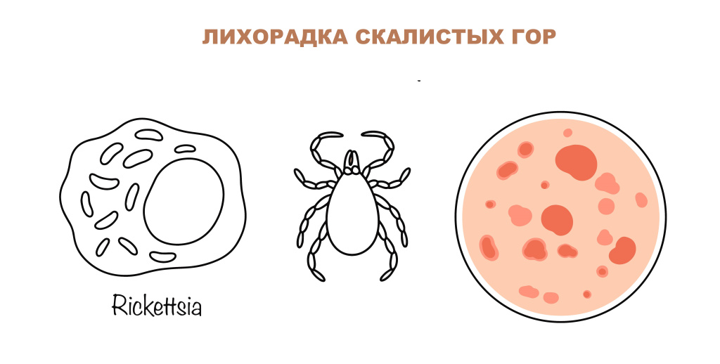 Клещ.jpg