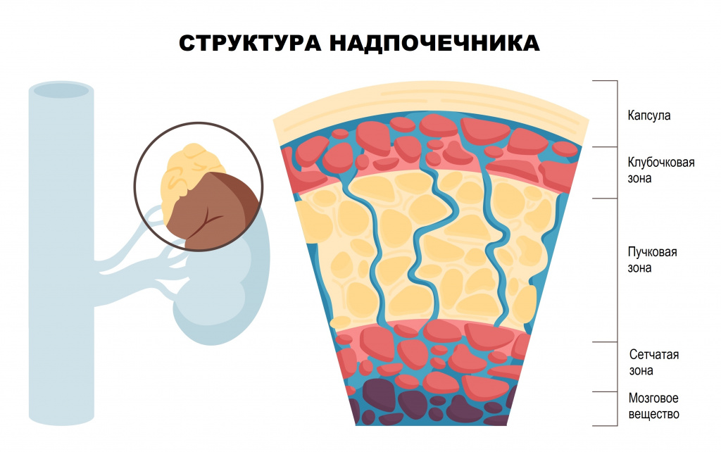 Структура.jpg
