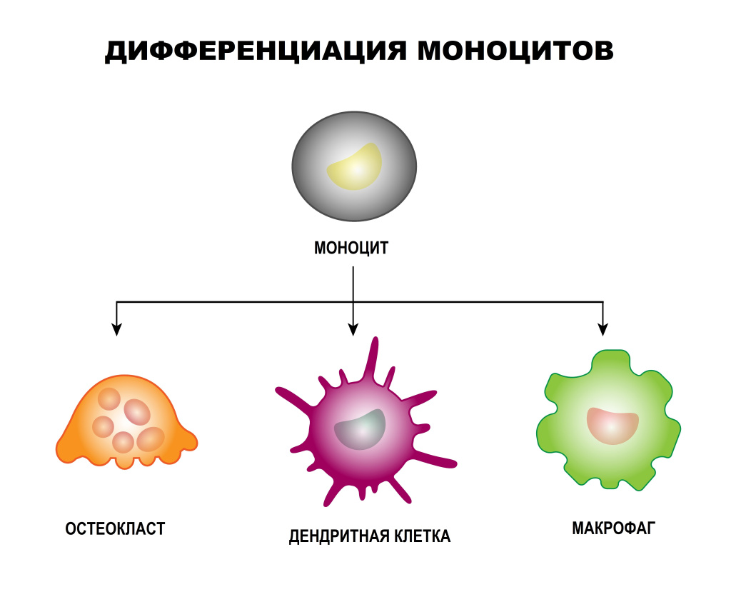 Клетки крови.jpg