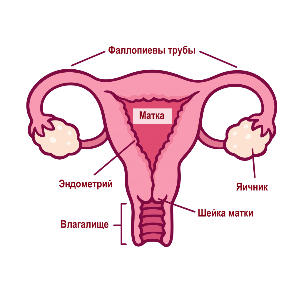 Женская репродуктивная система.jpg