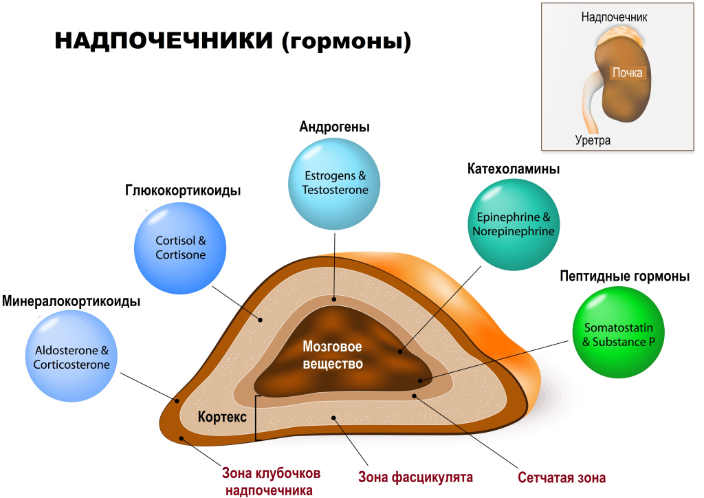 Проявления вирилизма