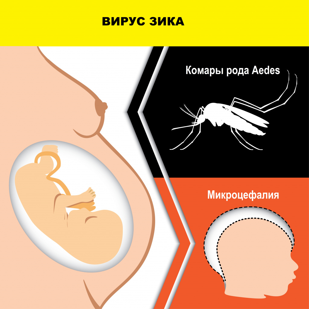 Вирус Зика.jpg Вирус Зика.jpg