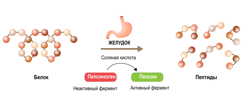 Желудок.jpg
