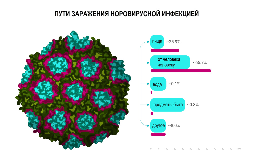 Норовирус.jpg