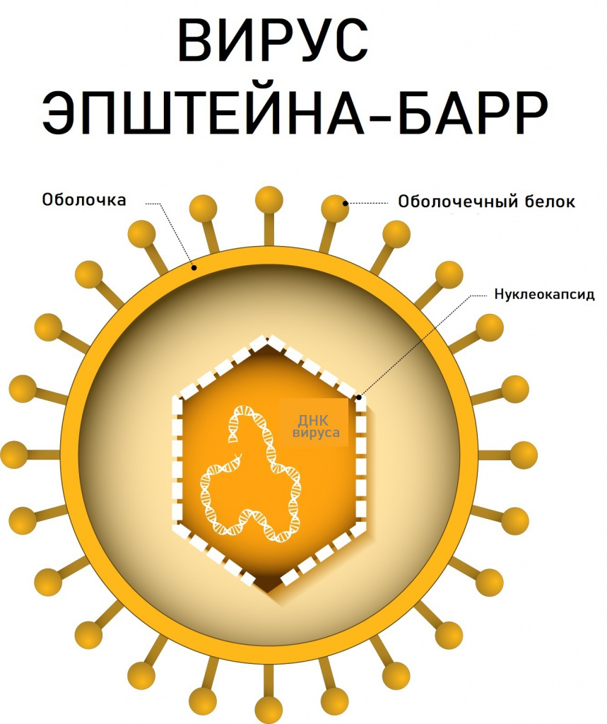 Хронические вирусные инфекции, вирусные гепатиты, диагностика и лечение в Москве