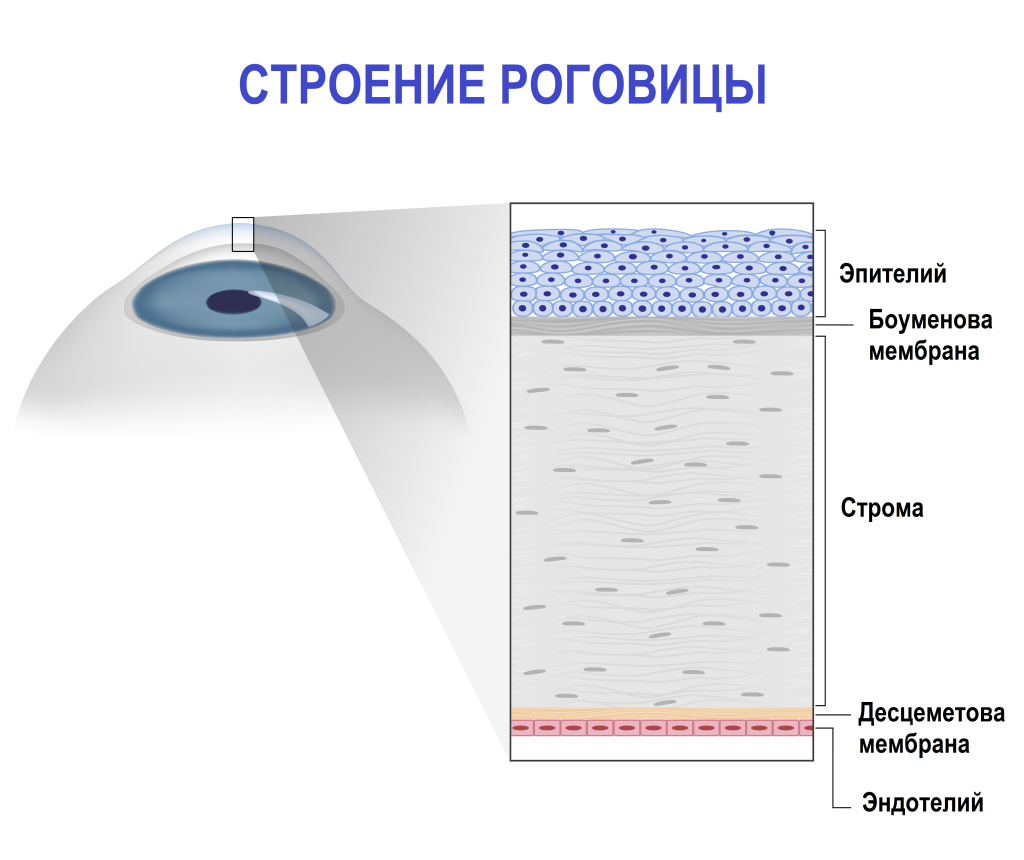 Роговица.jpg