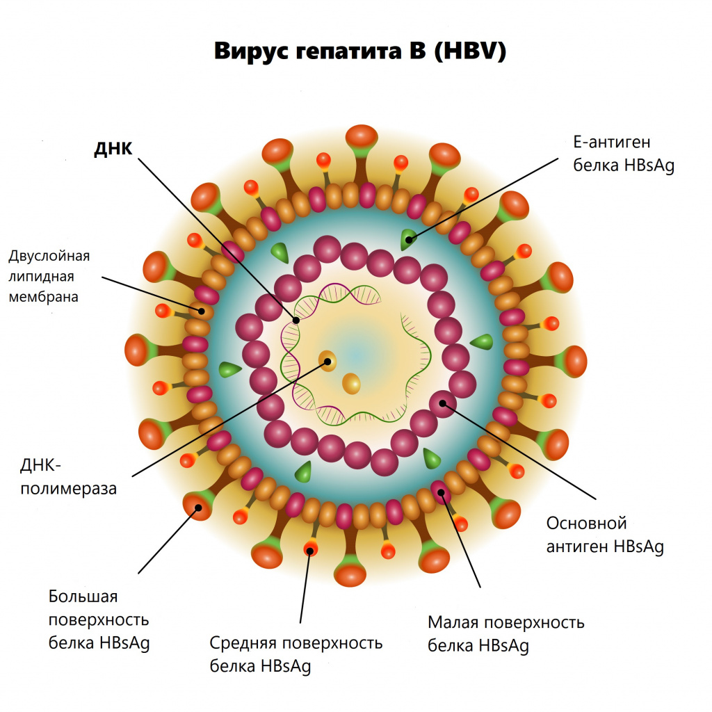 Вирус гепатита В.jpg
