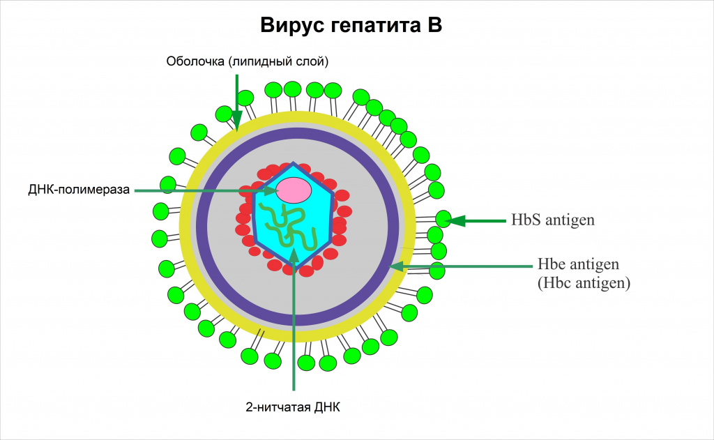 Антиген вируса гепатита в hbsag. Частица Дейна вируса гепатита. Вирус гепатита b схема строения. Строение вируса гепатита в антигены. Ядерный антиген вируса гепатита в.