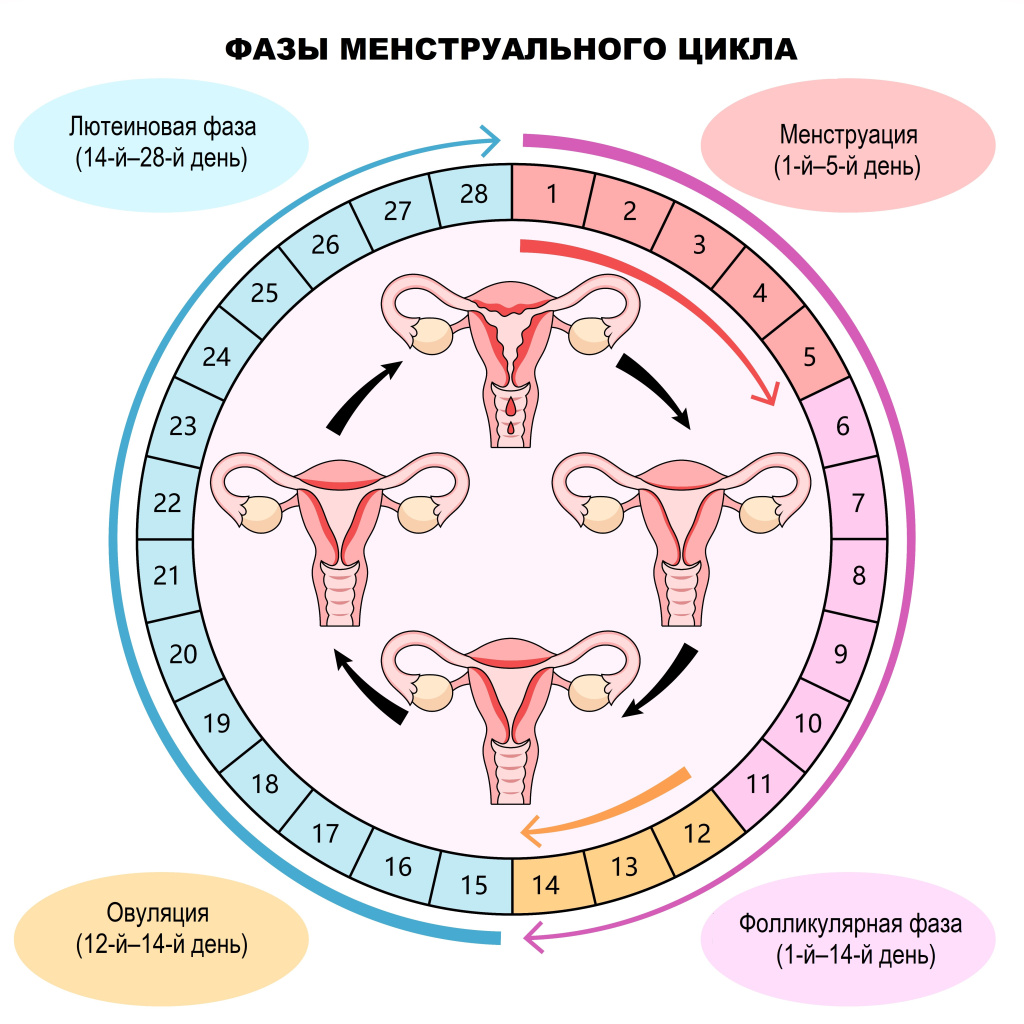 Цикл.jpg