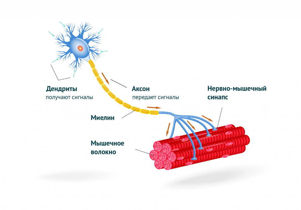 структура двигательного нейрона.jpg