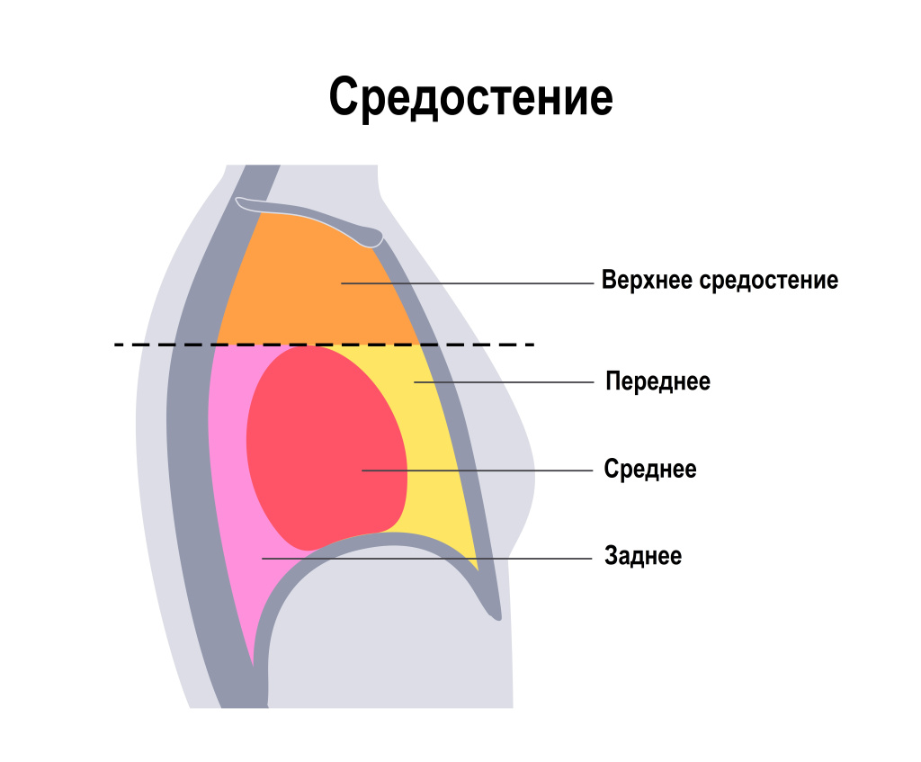 Средостение.jpg