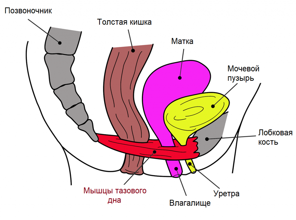 Мышцы тазового дна.png
