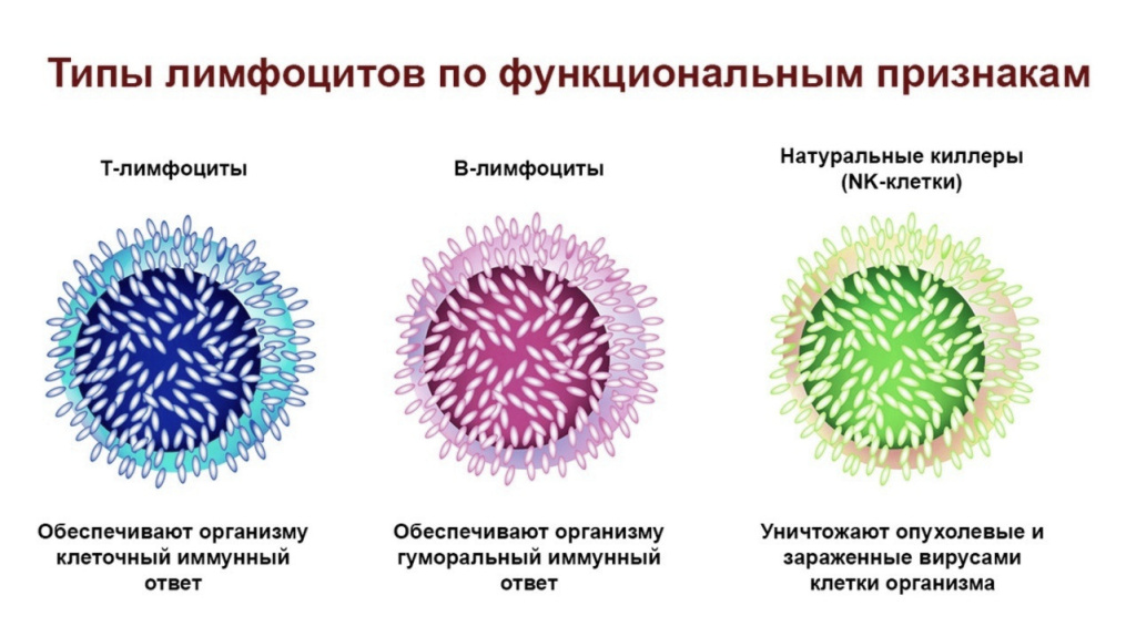 Лимфоциты.jpg