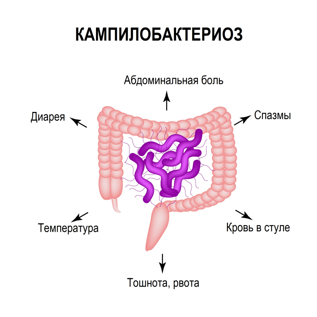 Бактерия ЖКТ.jpg