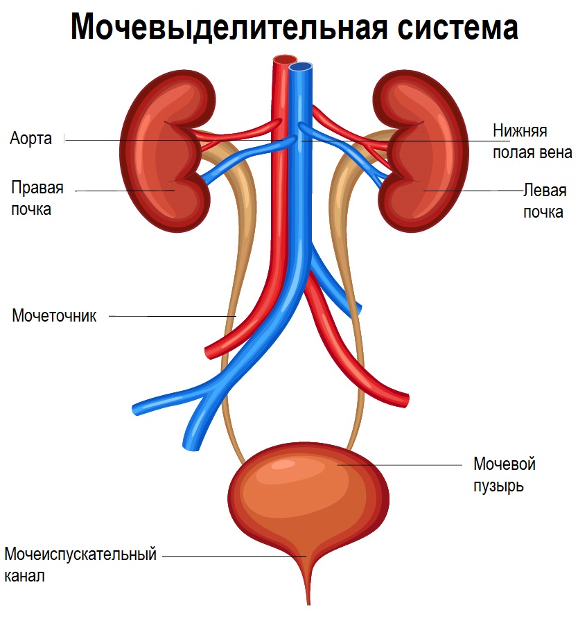 Гематурия.jpg