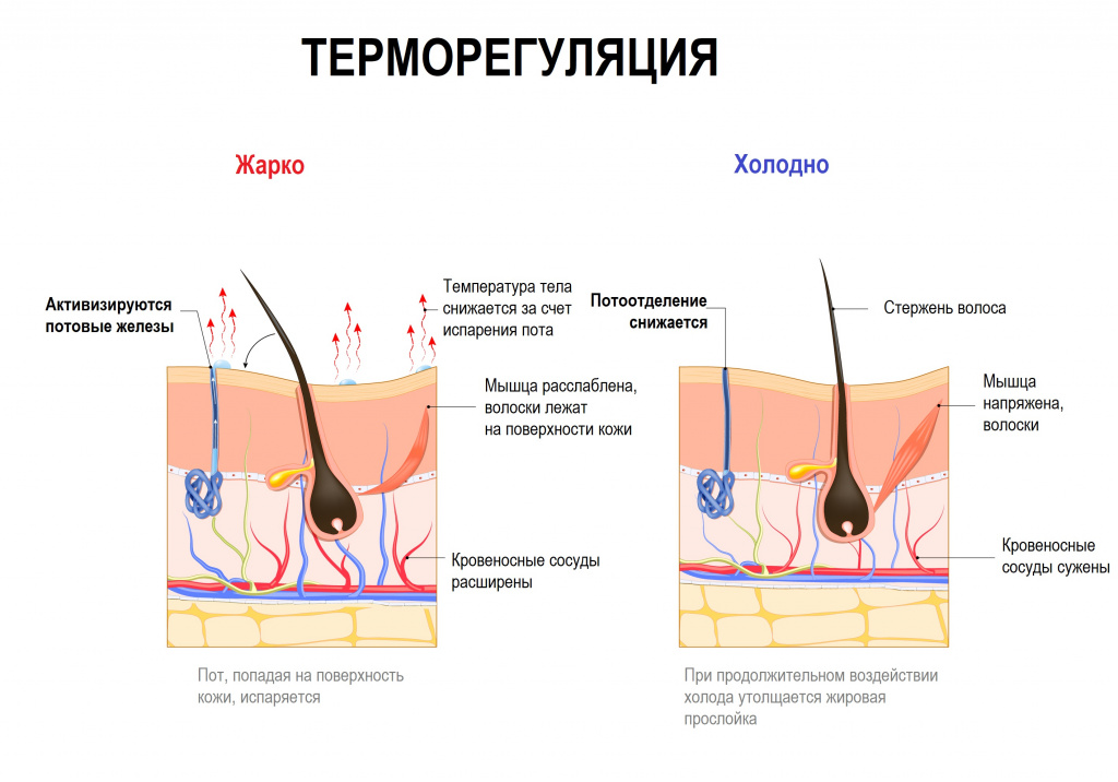 Терморегуляция.jpg