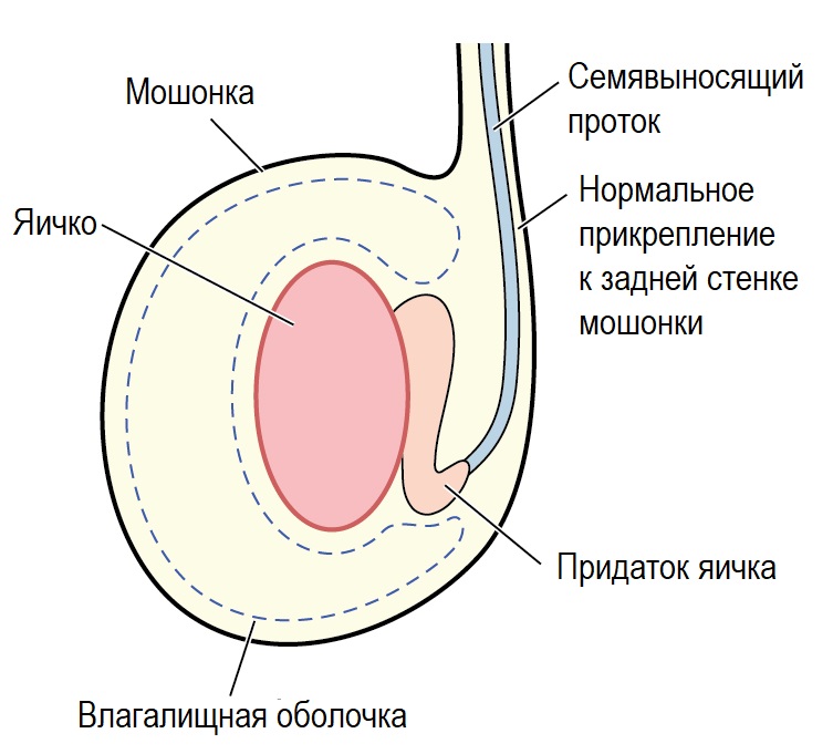 Мошонка.jpg