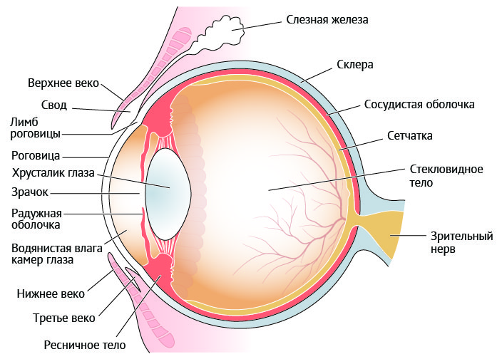 Почему болят глаза при моргании: возможные причины и способы облегчения