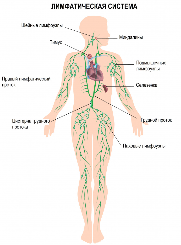 Лимфатическая система.jpg